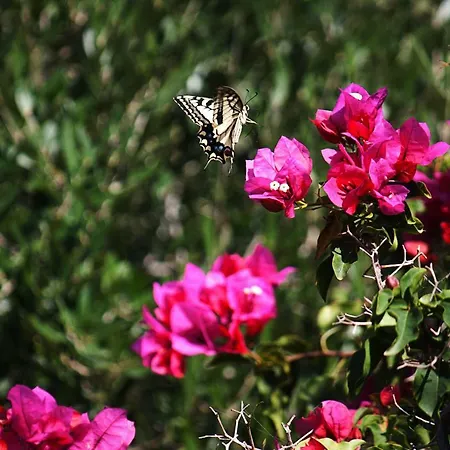 Il Melograno Country House
